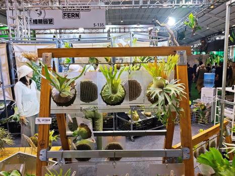 年轻人热捧的“带锦热植”是什么 独特叶色引领潮流