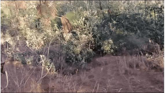 救人警犬获一大袋肉干谢礼 白胡子“来福”立大功