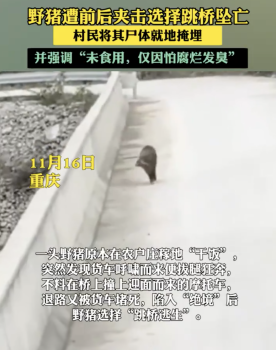 重庆一野猪遭前后夹击选择跳桥坠亡 求生之路被封死