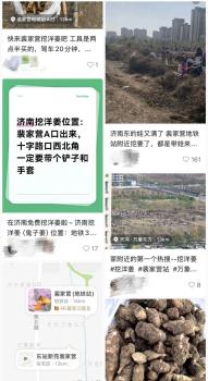 野生洋姜引上百人来挖堪比寻宝 荒地成“打卡圣地”