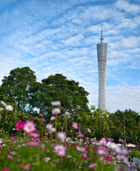 国家二级保护动物红角鸮现身广州！