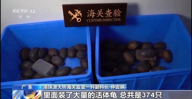 女子裤子内藏2斤多活虫入境被查 人体夹藏活虫案引发关注