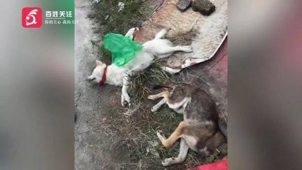 男子进村毒狗被抓获：用鸭皮裹毒饵，村民合力擒贼