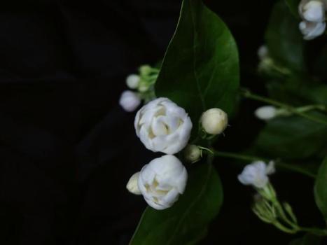 茉莉花茶竟能做包包 生活小助手的隱藏技能