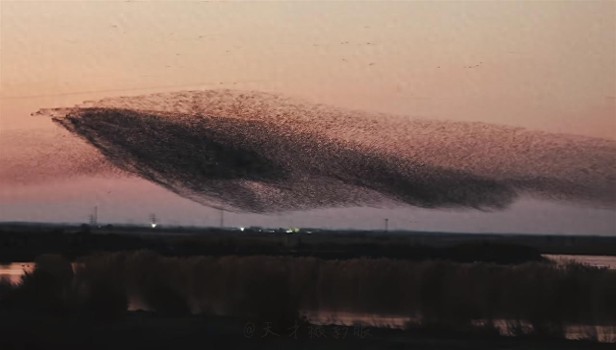 东营黄河口“鸟浪化鲲”太震撼！