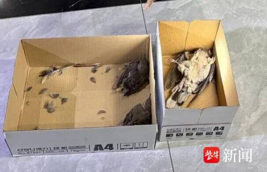 鹽城公安破獲兩起非法狩獵案 守護(hù)生態(tài)安全