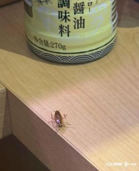 壽司郎就餐桌蟑螂道歉但不賠償，消費者質(zhì)疑衛(wèi)生管理