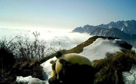 四川九頂山連續(xù)7年監(jiān)測(cè)到大熊貓 種群繁衍顯生機(jī)