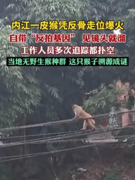 四川一猴子“跨區(qū)漫游”走紅 城市花果山之旅