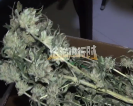 海归自建温室种30株大麻每株获利1万被刑拘