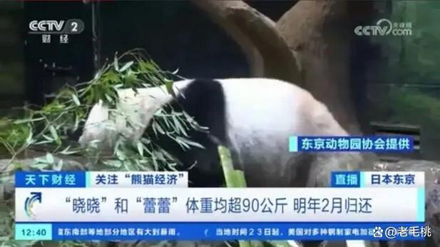 高市早苗发言后，大熊猫前景迷茫 日中关系受考验