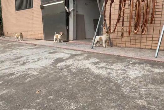 男子出动吊车半空中晾晒腊肉 创意防狗妙招