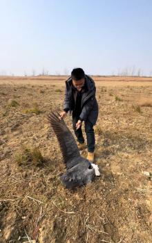 博主称鄱阳湖有珍稀鸟类死在谷堆旁 疑似投毒事件再发