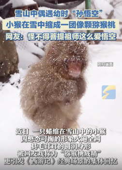 网友雪山中偶遇幼时孙悟空 “猕猴桃成精”萌翻全网