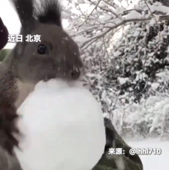 小松鼠为了坚果卖力啃雪 网友：板牙儿冰冰凉
