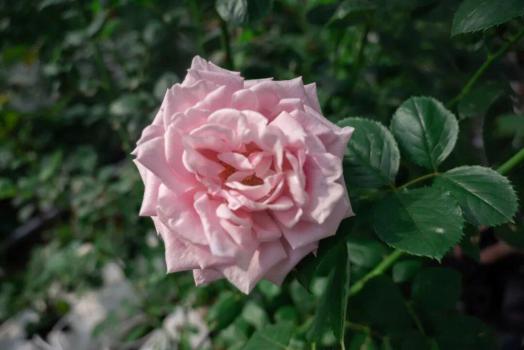 娇龙月季正式确定命名 网友热切呼应