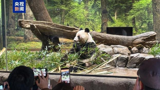 最后一天打卡 旅日大熊猫将返回中国 民众依依不舍告别