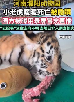 河南濮阳动物园小老虎死亡被隐瞒 园方冒充直播欺骗粉丝