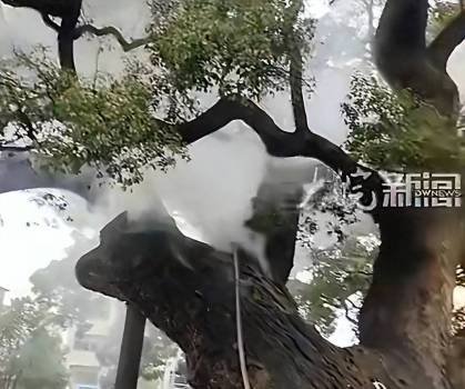 1200年树龄古樟树起火连续烧7小时 文化遗产受损引发关注
