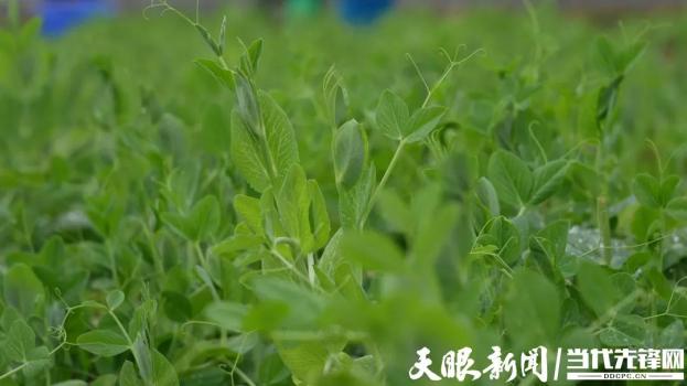 贵州豌豆尖100多元一斤仍有市场 生态优势助力品牌丰收