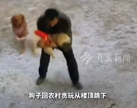 小狗贪玩从楼顶跳下 幸好主人爸爸反应快被稳稳接住