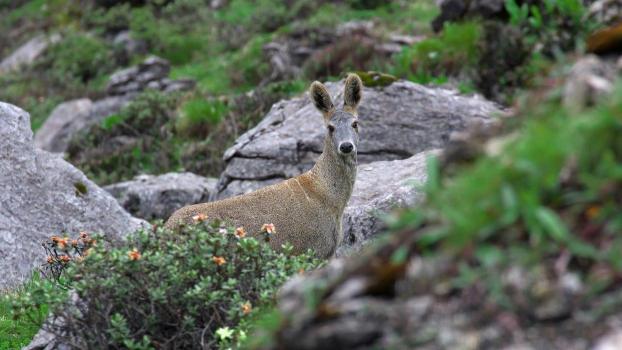 “麝香买卖案”四人落网 二审判了 非法交易获刑罚金