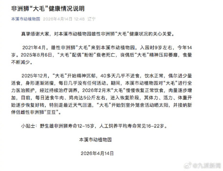 狮子因配偶去世数十日未正常进食 园方发布情况说明：目前开始逐步恢复好转