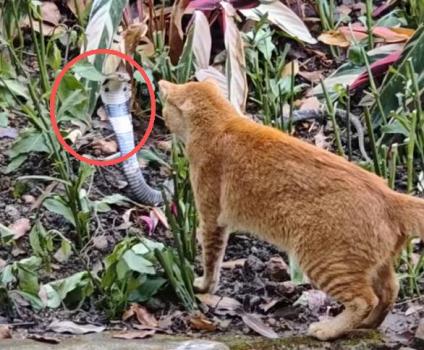 猫咪挺身而出击退眼镜蛇 绝世好咪勇斗剧毒蛇