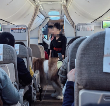 东航回应巨型犬卡在机舱通道 服务犬登机引发关注