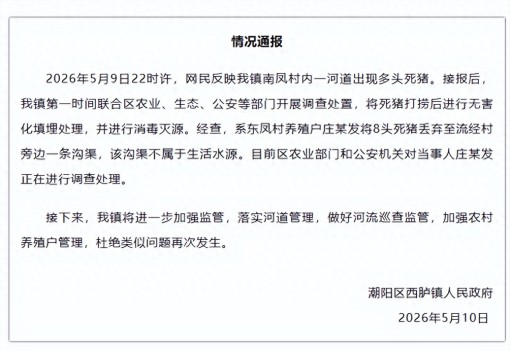 汕头村干部回应一河道现多只死猪 养殖户丢弃死猪被调查