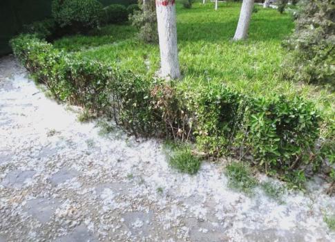杨柳絮“早退”？背后原因揭秘