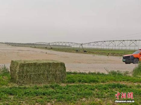 新疆持續(xù)推進塔克拉瑪干沙漠鎖邊工程 織密“綠圍脖”