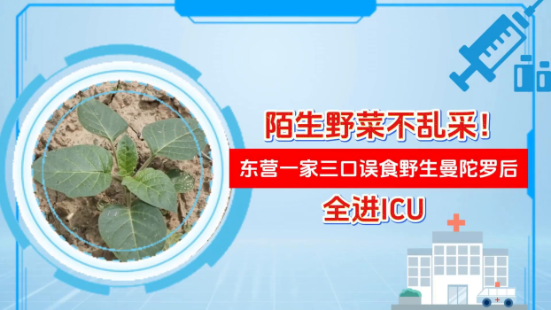一家三口誤把“蒙汗藥”植物當菠菜吃 劇毒曼陀羅引發(fā)中毒昏迷
