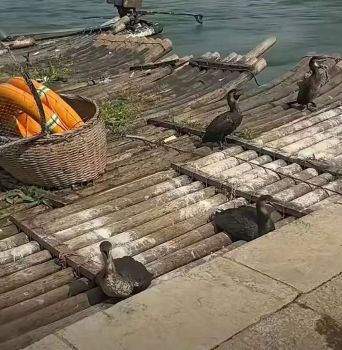 陽朔鸕鶿疑被繩索拴在船頭 水鳥狀況引擔憂