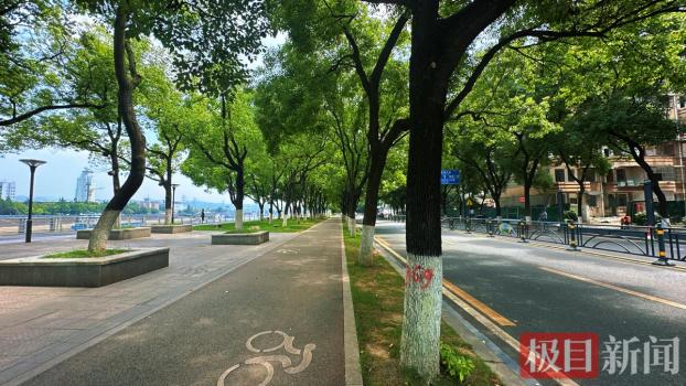 湖北宜昌生态移栽2000多棵树木 留住城市绿意与记忆