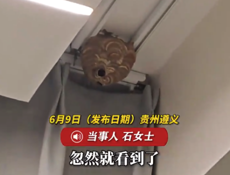 女子打掃衛(wèi)生發(fā)現(xiàn)陽臺(tái)窗簾后馬蜂筑：長期未關(guān)窗，早出晚歸未能及時(shí)察覺