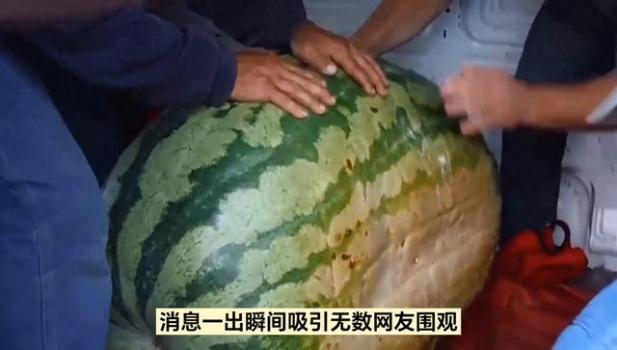 130斤的巨型西瓜曾拍卖到1.3万元 农业精品的展示名片