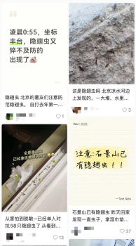 北方多地出现“飞行的硫酸” 隐翅虫北扩趋势引发关注
