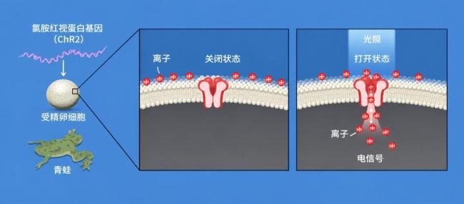 新晋诺奖得主访谈：当还是青椒时，压力大得“每天恶心反胃” 科研路上的坚持与启示