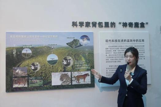 东北虎一生只做三件事 揭秘生存日常