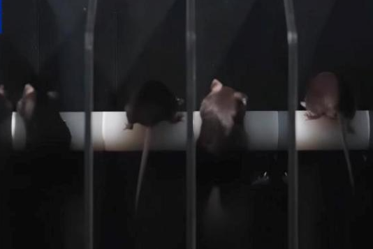 "小鼠航天员"太空之旅如何度过？