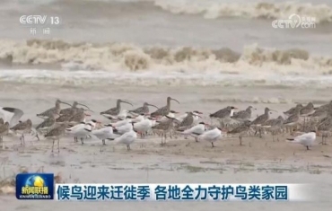 候鸟迎来迁徙季 各地全力守护鸟类家园