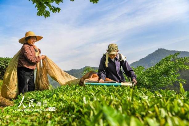 湖北英山：机采春茶