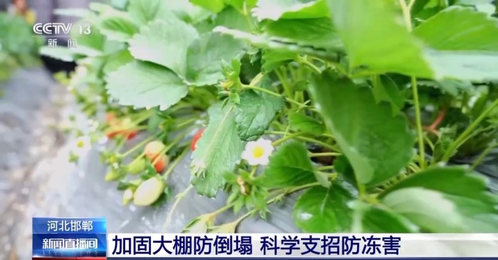 নিম্ন তাপমাত্রা, তুষারপাত ও বরফ দুর্যোগ রোধে চীনের কৃষি ও গ্রামীণ-বিষয়ক মন্ত্রণালয় জরুরি পদক্ষেপ নিয়েছে