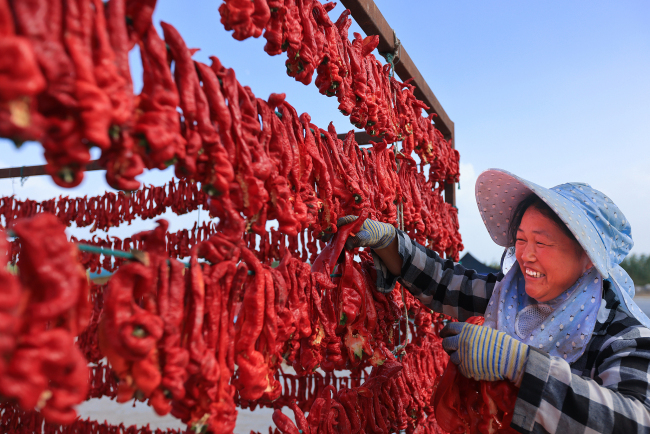La saison de la récolte des piments dans le Xinjiang a commencé