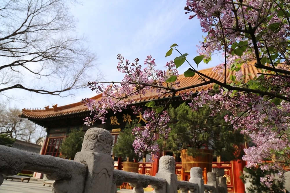 美丽寺院 | 北京广济寺