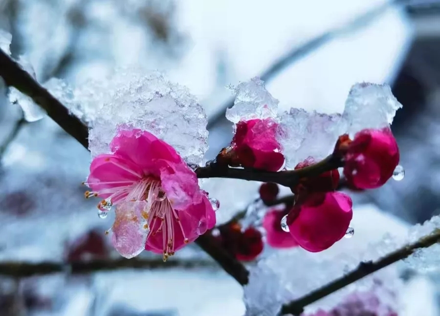 梅花报春来丨立春带你看荆楚禅院梅花烂漫