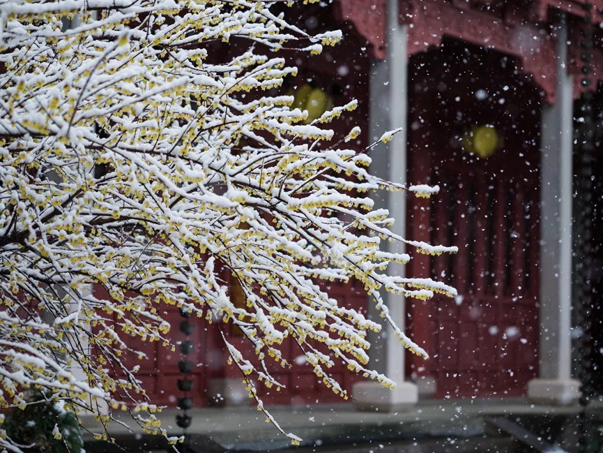 杭州灵隐寺新春瑞雪，雪满乾坤万象新