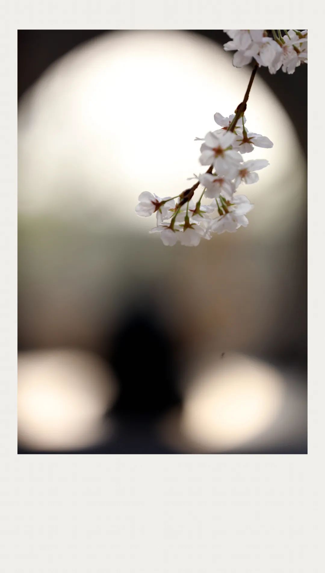 五祖寺的樱花开了