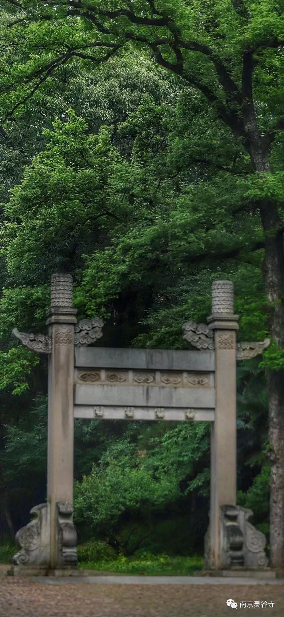 绿树阴浓夏日长丨南京灵谷寺夏日壁纸